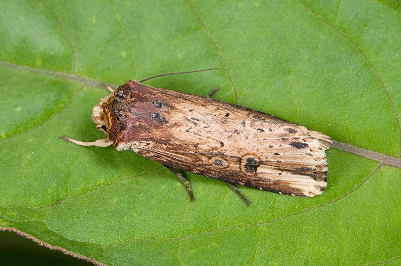 物種:Axylia putris triseriata 攝影:吳士緯